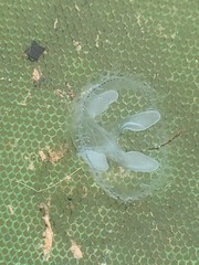 Craspedacusta sowerbii