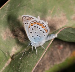 Plebejus argus