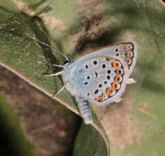 Plebejus argus