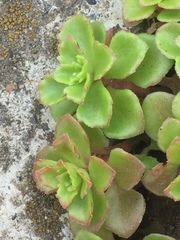 Phedimus stellatus