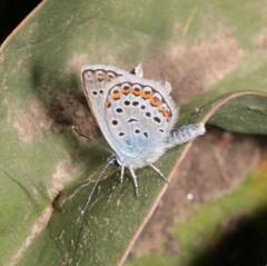 Plebejus argus