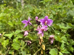 Spathoglottis
