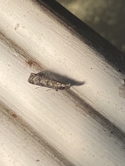 Dichomeris inversella