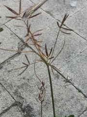 Cyperus longus