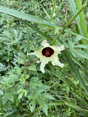 Hibiscus diversifolius