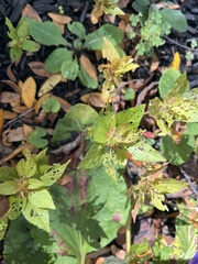Acalypha