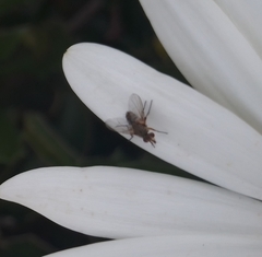 Brachycera