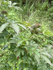 Hibiscus diversifolius
