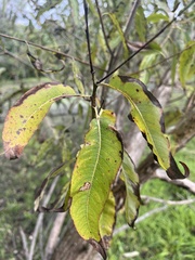 Salix amygdaloides