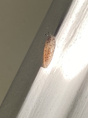Limax maximus