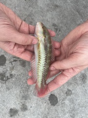 Halichoeres bivittatus