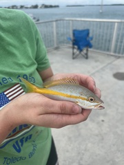 Ocyurus chrysurus