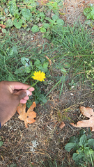 Scorzoneroides autumnalis