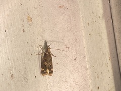 Martyringa ravicapitis