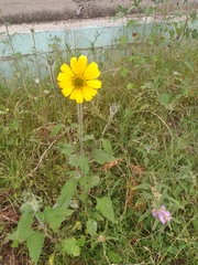 Tithonia tubaeformis
