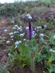 Pogostemon deccanensis