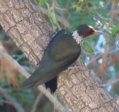 Melanerpes lewis