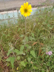 Tithonia tubaeformis