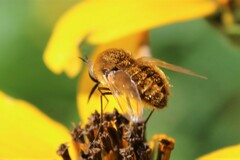 Sparnopolius confusus