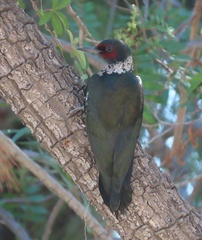 Melanerpes lewis