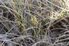 Carex filifolia