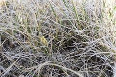 Carex filifolia