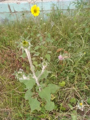 Tithonia tubaeformis