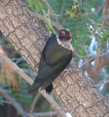 Melanerpes lewis
