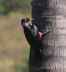 Melanerpes lewis