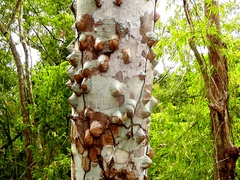 Ceiba pentandra
