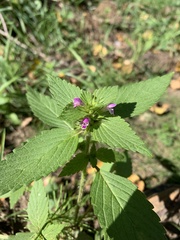 Galeopsis