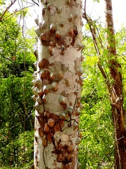 Ceiba pentandra
