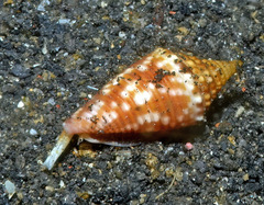 Conus acutangulus