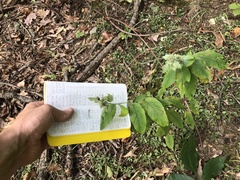 Pycnanthemum incanum