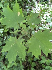 Acer