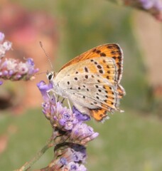 Lycaena thersamon