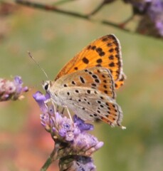 Lycaena thersamon
