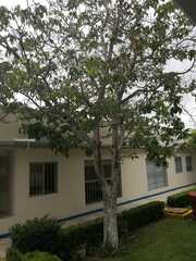 Platanus mexicana