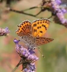Lycaena thersamon