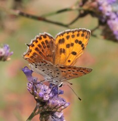 Lycaena thersamon