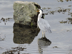 Ardea cinerea