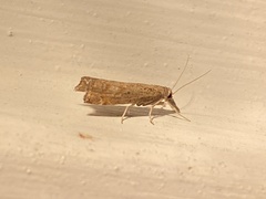 Neodactria luteolellus