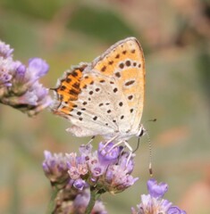 Lycaena thersamon