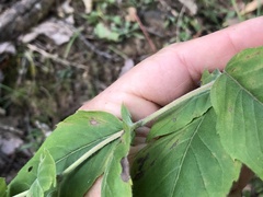 Pycnanthemum incanum