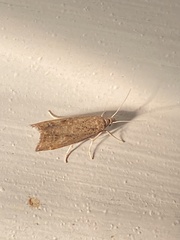 Neodactria luteolellus