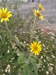 Tithonia tubaeformis