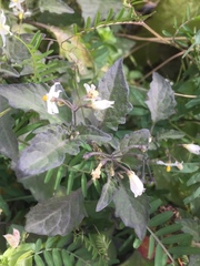 Solanum nigrum nigrum