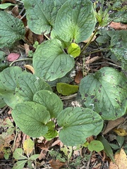 Smilax ecirrhata