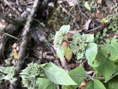 Pycnanthemum incanum