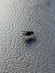 Muscoidea